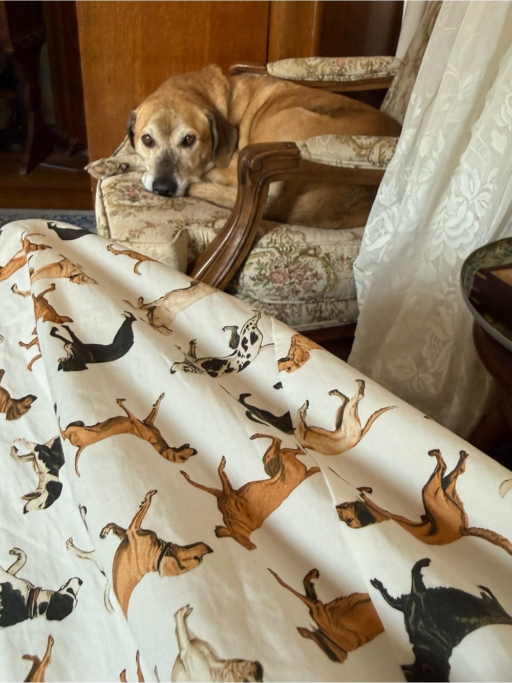 Maeve Cream Dog Print Maxi Skirt size 1x - Picture 8 of 9